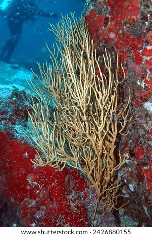 Beautiful corel reef in the Andaman Sea – Thailand