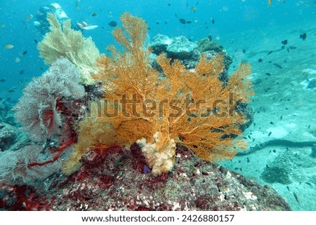 Beautiful corel reef in the Andaman Sea – Thailand
