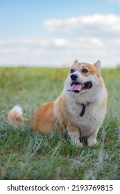 Beautiful Corgi Royal Sits On The Grass