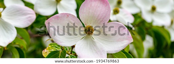 Beautiful Cornus dogwood Porlock\
flowers in garden. White Cornus kousa x capitata blossom,\
banner