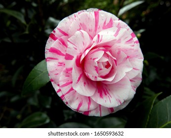 beautiful corolla of camellia flecked with white and pink - Shutterstock ID 1650593632