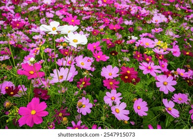 Beautiful Cosmos Bipinnatus flowers in nature, outdoor garden. - Powered by Shutterstock