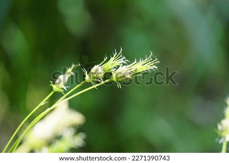 Beautiful Cosmos caudatus flower with a natural background. Indonesian call it kenikir and use it for salad