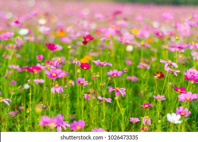 Cosmos Flower Field Stock Photo (Edit Now) 1275136960 | Shutterstock