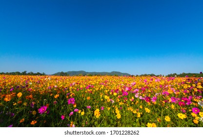 Beautiful Cosmos Flower Blooming In The Field On Nature Background