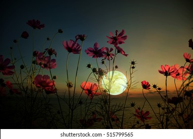 Beautiful Cosmos Flower In The Night ,full Moon On Sky