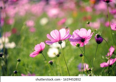 520,202 Flower In Sunshine Images, Stock Photos & Vectors | Shutterstock