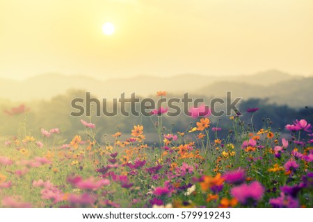 A beautiful cosmos flower in sunset background.