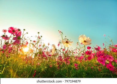 Beautiful cosmos flowers blooming in garden - Shutterstock ID 797194879