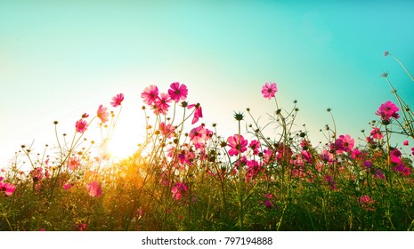 Beautiful cosmos flowers blooming in garden - Shutterstock ID 797194888