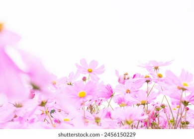 Hermosas flores cosmos floreciendo