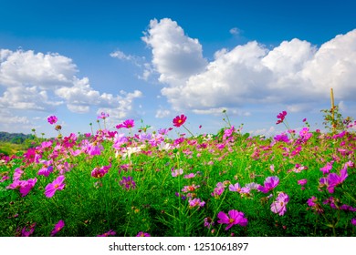 Similar Images, Stock Photos & Vectors Of A Cosmos Flower Face To 