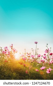 Beautiful cosmos flowers in garden at, Thailand. Vintage color tone style. - Shutterstock ID 1247124670