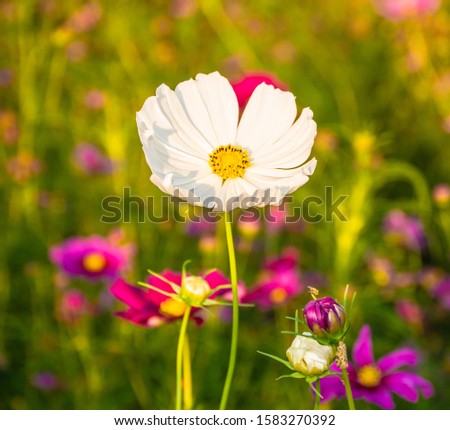 Similar – Image, Stock Photo Colorful flower mixture, meadow flowers