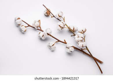 Beautiful cotton branch on white background