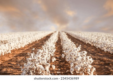 Beautiful Cotton field in West Texas - Powered by Shutterstock