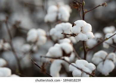 Beautiful cotton field in winter