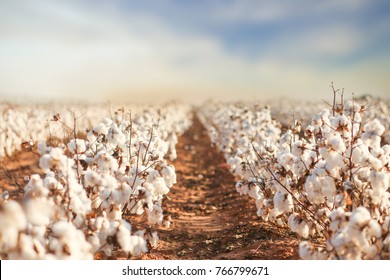 Beautiful Cotton Fields from West Texas