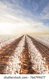 Beautiful Cotton Fields from West Texas