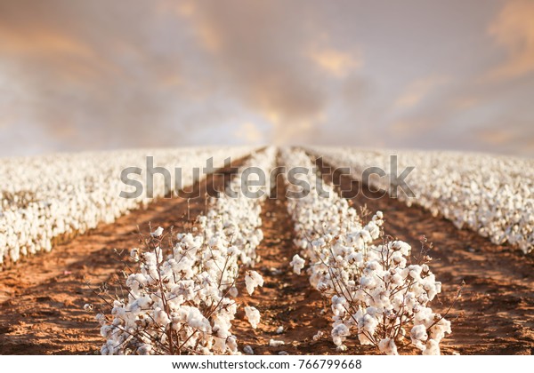 テキサス西部の美しい綿花畑 の写真素材 今すぐ編集