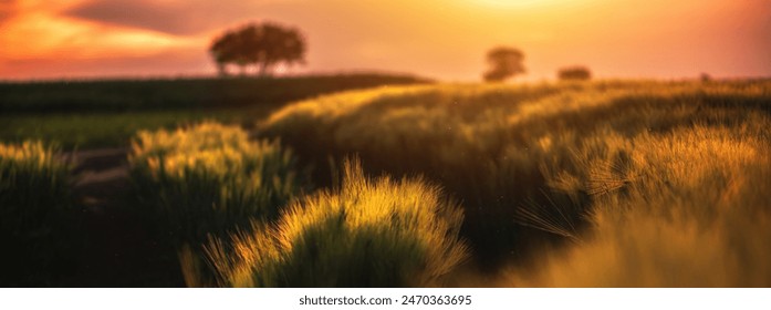 Beautiful countryside landscape in golden hour sunset, back lit agricultural field with barley crops back lit by the setting sun on the horizon, with vibrant and warm colors, selective focus - Powered by Shutterstock