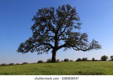 The Beautiful Countryside Of South East Texas. 