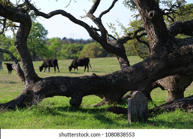 The Beautiful Countryside Of South East Texas. 