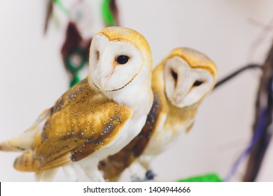 A Beautiful Couple Barn Owl Tyto Alba Perched On A Tree Stump. Home Photo.