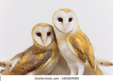 A Beautiful Couple Barn Owl Tyto Alba Perched On A Tree Stump. Home Photo.