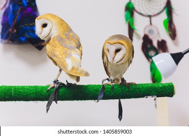 A Beautiful Couple Barn Owl Tyto Alba Perched On A Tree Stump. Home Photo.