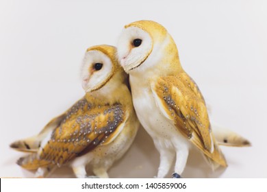 A Beautiful Couple Barn Owl Tyto Alba Perched On A Tree Stump. Home Photo.