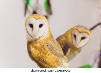 A Beautiful Couple Barn Owl Tyto Alba Perched On A Tree Stump. Home Photo.