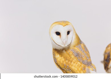 A Beautiful Couple Barn Owl Tyto Alba Perched On A Tree Stump. Home Photo.