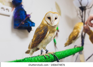 A Beautiful Couple Barn Owl Tyto Alba Perched On A Tree Stump. Home Photo.