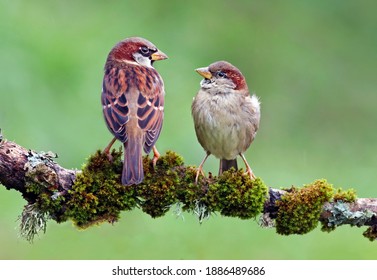 Beautiful couple of house sparrows (Passer domesticus) with vibrant colors standing on a branch. Cute birds in love, male and female garden birds looking at each other on a natural environment. Spain. - Shutterstock ID 1886489686