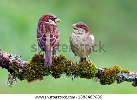 Beautiful couple of house sparrows (Passer domesticus) with vibrant colors standing on a branch. Cute birds in love, male and female garden birds looking at each other on a natural environment. Spain.