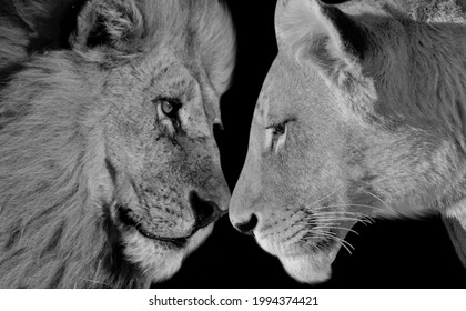 Beautiful Couple Lion Closeup Face In The Black Background