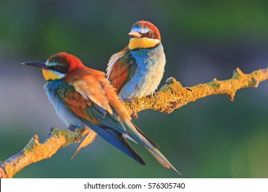 beautiful couple in love birds,colored birds, wildlife, rare animals, bee-eaters