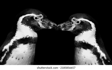 Beautiful Couple Penguin Kiss On The Black Background