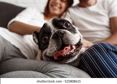 Beautiful couple resting on sofa with dog. Focus  pug. - Powered by Shutterstock