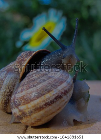 Beautiful couple of snails walking in the garden