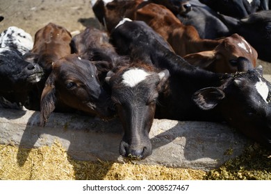 211 Pakistani bull Images, Stock Photos & Vectors | Shutterstock