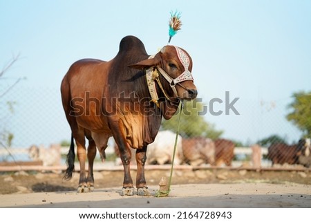 Beautiful cow or buffalo is standing for sale in the market for the sacrifice feast of Eid