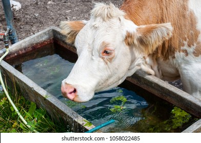 4,991 Cattle Drinking Water Images, Stock Photos & Vectors | Shutterstock