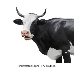Beautiful cow on white background. Animal husbandry