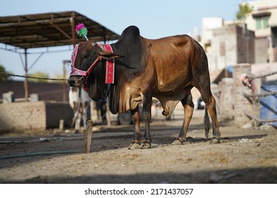 8,911 Cow sales Images, Stock Photos & Vectors | Shutterstock