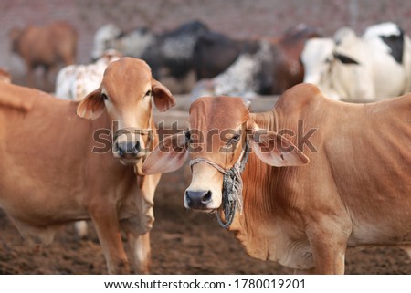 Beautiful cow is standing for sale in the market for the sacrifice feast of Eid