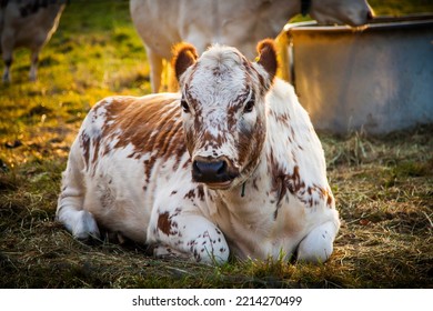 Beautiful Cow In Sunset Nyckelviken Nacka Sweden