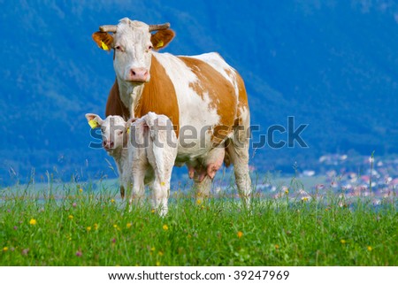 Beautiful cows