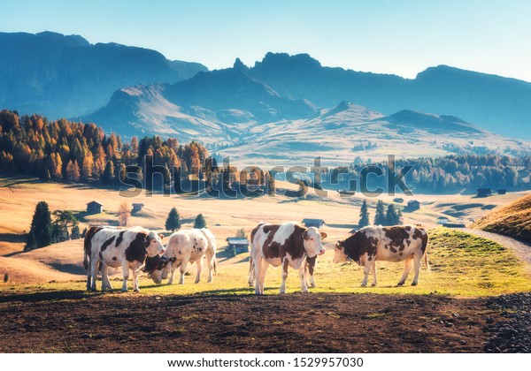 Schone Kuhe Und Kalber Auf Der Stockfoto Jetzt Bearbeiten